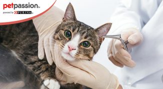 cosa fare malattia orecchie gatto