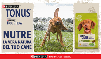 Pincher cane di razza e Zwergpinscher (o pinscher nano ...