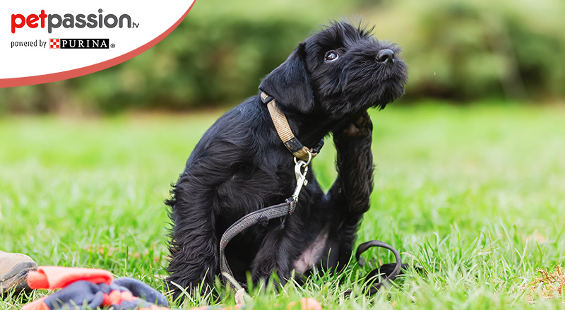 Lipoma Nel Cane Di Cosa Si Tratta Cause E Sintomi Petpassion