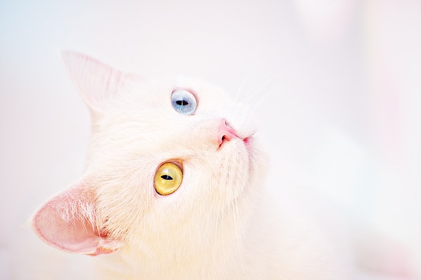 colore-occhi-gatto